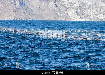 Dauphin commun (Delphinus delphis) superpod approchant le bateau pour bowriding et équitation le service des vagues, Baja California Banque D'Images