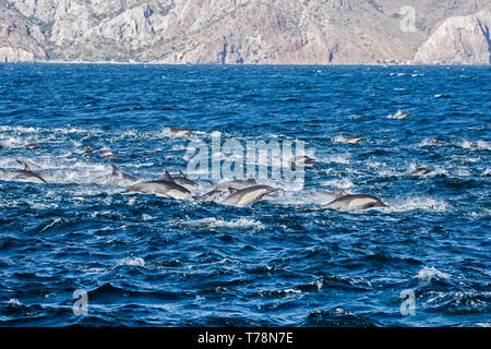 Dauphin commun (Delphinus delphis) superpod approchant le bateau pour bowriding et équitation le service des vagues, Baja California Banque D'Images
