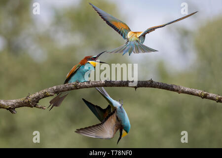 Lutte entre mangeurs d'abeilles d'Europe (Merops apiaster) Banque D'Images