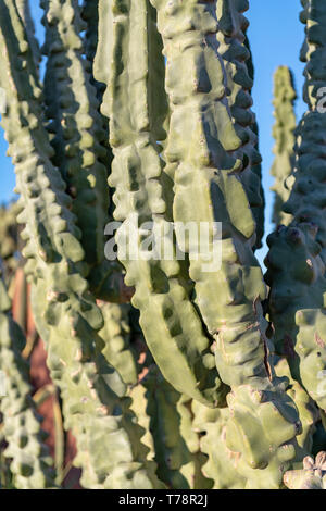 Forma monstrosus Cereus peruvianus monstrosus) (à Tucson, Arizona, USA Banque D'Images