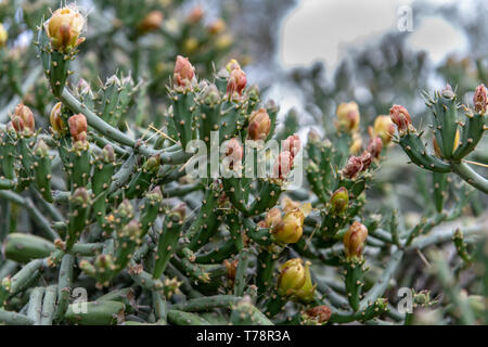 Cholla crayon (Cylindropuntia ramosissima) à Tucson, Arizona, USA Banque D'Images