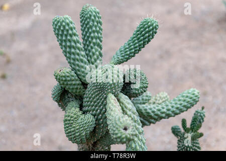 Gant de boxe (Cactus Cylindropuntia fulgida) à Tucson, Arizona, USA Banque D'Images