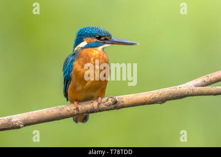 Politique européenne Kingfisher (Alcedo atthis) perché sur une branche au-dessus de la rivière et la chasse aux poissons sur fond coloré. Cet oiseau est de taille moyenne sparrow Banque D'Images