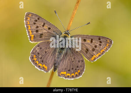 (Lycaena tityrus fuligineux) butterfly reposant sur paille sur fond vert Banque D'Images