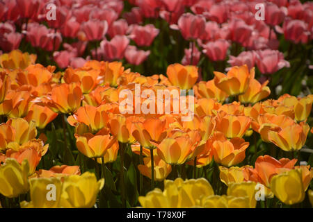 D'interminables champs de tulipes dans différentes couleurs vives au printemps, plusieurs rangées de tulipes en fleurs Banque D'Images