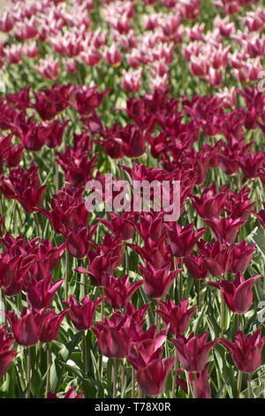 Tulipes en fleurs irisées violet foncé sur le terrain, des champs de tulipes dans différentes couleurs vives au printemps Banque D'Images