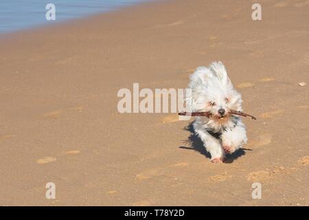 Chien maltais blanc avec stick tournant sur plage. Banque D'Images