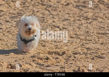 Chien maltais blanc avec stick tournant sur plage. Banque D'Images