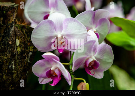 La National Orchid Garden, Le Jardin Botanique de Singapour, Singapour, en Asie du sud-est Banque D'Images