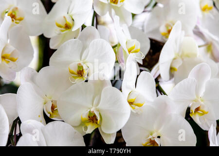 La National Orchid Garden, Le Jardin Botanique de Singapour, Singapour, en Asie du sud-est Banque D'Images