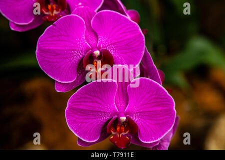 La National Orchid Garden, Le Jardin Botanique de Singapour, Singapour, en Asie du sud-est Banque D'Images