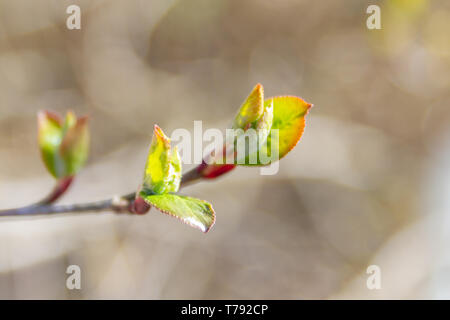 Au début du printemps, les feuilles vertes sur les arbres fleurissent d'bourgeons mûrs Banque D'Images