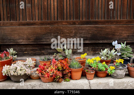 Echeveria mix floraison rose et vert , sedum succulentes plantes pots arrangement Banque D'Images