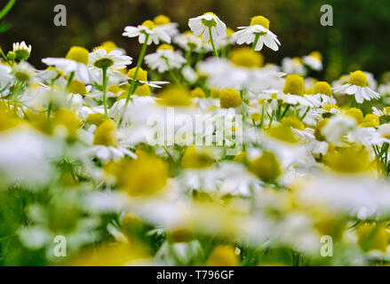 Plusieurs fleurs de camomille au printemps. Nature vive libre. Matricaria chamomilla scientifique. Banque D'Images