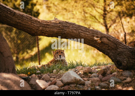 Cheetah incroyable veillaient au sommet d'une colline entourée d'arbres et de rochers. Banque D'Images