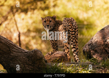 Cheetah incroyable veillaient au sommet d'une colline entourée d'arbres et de rochers. Banque D'Images