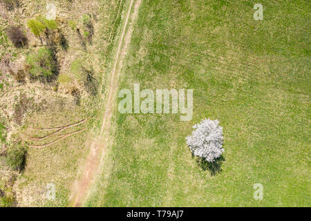 Cerisier Blanc sur vert printemps meadow vue du dessus vue aérienne. Banque D'Images