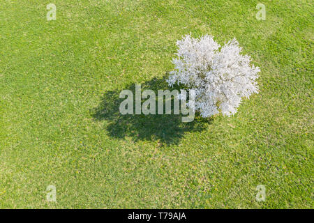 White cherry tree in meadow green. printemps. arrière-plan vue aérienne Banque D'Images