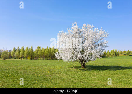 Lonely blooming cherry tree sur le pré vert sous le soleil de printemps Banque D'Images