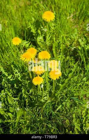 Fleurs de pissenlit (Taraxacum officinale) close up on a sunny day Mai Banque D'Images