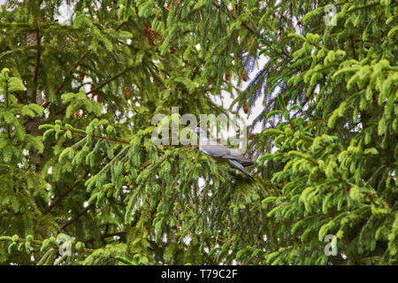 La politique commune de pigeon ramier (Columba palumbus) avec une brindille dans le bec Banque D'Images