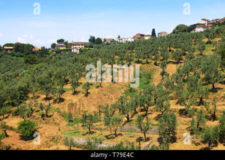 La campagne toscane plantée d'oliviers, vignes, cyprès. L'Italie. Banque D'Images