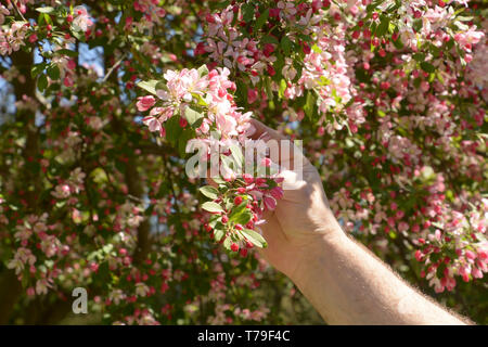 Rameau en fleurs de cerisier pourpre poilue dans la main des hommes éclairés par le soleil du printemps, de la direction générale de crabe japonais ou Malus floribunda en main mâle Banque D'Images