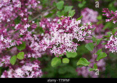 Syringa Meyeri 'Palibin' fleurit au printemps. Banque D'Images