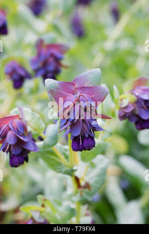 Purpurescens Cerinthe major fleurs. Banque D'Images