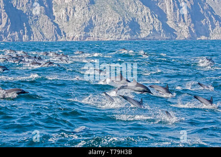 Dauphin commun (Delphinus delphis) superpod approchant le bateau pour bowriding et équitation le service des vagues, Baja California Banque D'Images