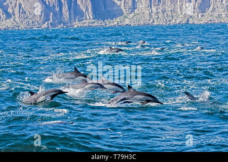 Dauphin commun (Delphinus delphis) superpod approchant le bateau pour bowriding et équitation le service des vagues, Baja California Banque D'Images