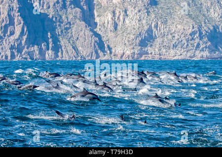 Dauphin commun (Delphinus delphis) superpod approchant le bateau pour bowriding et équitation le service des vagues, Baja California Banque D'Images