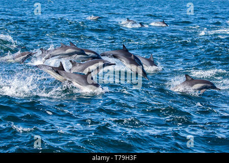 Dauphin commun (Delphinus delphis) superpod approchant le bateau pour bowriding et équitation le service des vagues, Baja California Banque D'Images