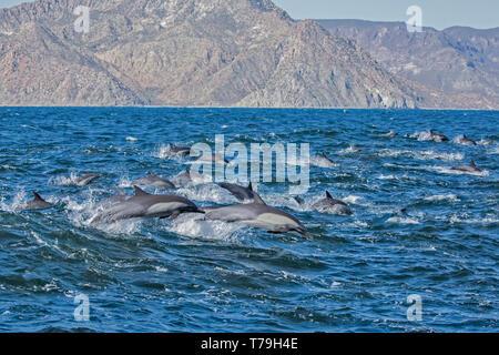 Dauphin commun (Delphinus delphis) superpod approchant le bateau pour bowriding et équitation le service des vagues, Baja California Banque D'Images