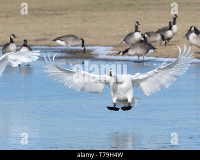 Le cygne de Bewick (Cygnus bewickii columbiana) Préparation à la terre sur un marais gelés avec piscine Canada geese (Branta canadensis) dans l'arrière-plan, Glouc Banque D'Images