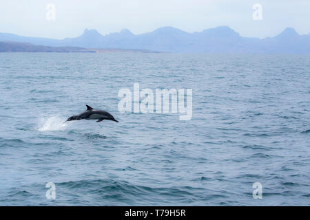 Dauphin commun (Delphinus delphis) sautant hors de l'eau claire, Basse Californie Banque D'Images