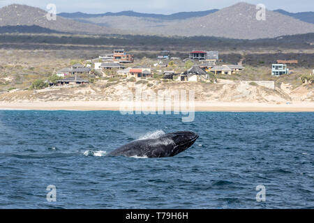 Friendly Baleine à bosse (Megaptera novaeangliae) jouer et violer dans leur aire d'alimentation d'hiver à Baja California Banque D'Images