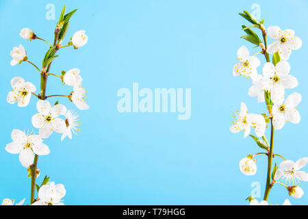 Belle brindilles ressort délicat avec des fleurs blanches sur un fond bleu. Vue de dessus. La mise à plat avec de l'espace pour le texte. Carte avec de délicates fleurs Banque D'Images