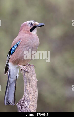 Jay au Pays de Galles au printemps Banque D'Images