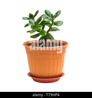 Crassula ovata homeplant jade argent arbre en pot brun isolated on white Banque D'Images