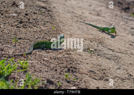 Deux lézards rapide vert vif sur le terrain Banque D'Images