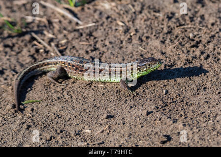 Close-up brown lézard rapide sur le terrain Banque D'Images