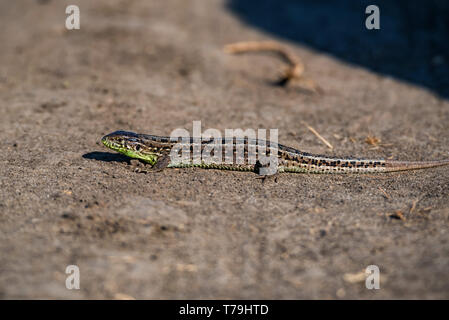 Close-up brown lézard rapide sur le terrain Banque D'Images