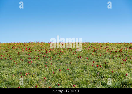 Schrenck's tulips ou Tulipa Tulipa schrenkii et l'iris dans le domaine de la steppe Banque D'Images