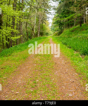 La voie menant à distance par woodland forest avec de hêtres et de sapins, Pressmennan Bois, East Lothian, Scotland, UK Banque D'Images