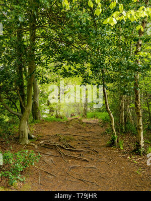 Chemin menant à travers la forêt des bois avec des racines d'arbre, Pressmennan Bois, East Lothian, Scotland, UK Banque D'Images