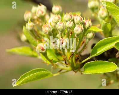 Blossom de la poire à jour solaire sur beau fonds de Printemps au jardin Banque D'Images
