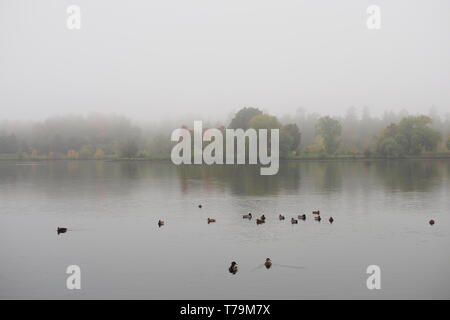 Recherche à travers le lac Dow vers l'Arboretum sur un matin d'automne brumeux, Ottawa, Ontario, Canada. Quelques canards nagent dans l'avant-plan. Banque D'Images