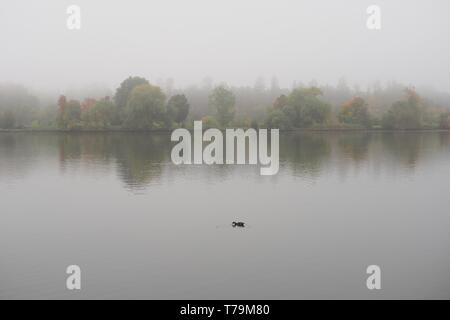 Recherche à travers le lac Dow vers l'Arboretum sur un matin d'automne brumeux, Ottawa, Ontario, Canada. Un seul canard nage dans l'avant-plan. Banque D'Images