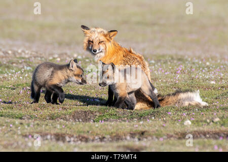 Un renard renarde avec ses deux kits Banque D'Images